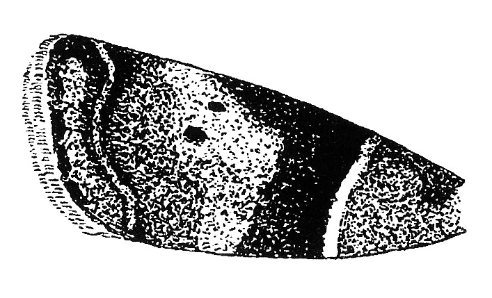 Forewing of Conobathra repandana (Pyralidae).